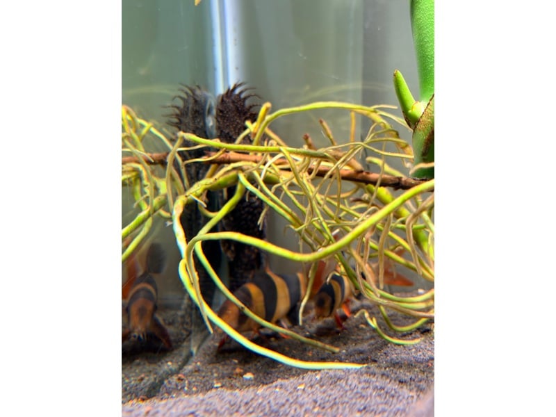 Sandown Tropical Fish Tropical fish