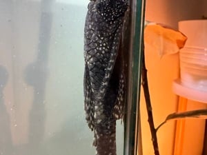 Tropical fish