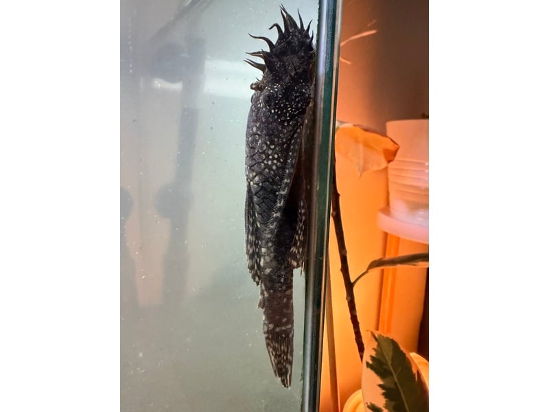 Tropical fish