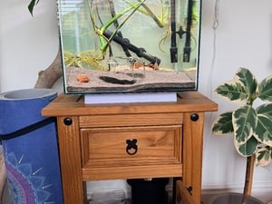 Tropical Fish