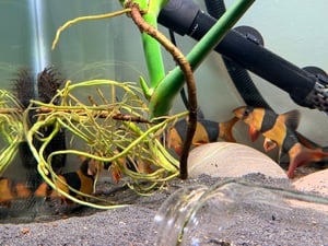 Fish for Sale &ndash; Good Home Wanted
Available: one 5-inch Pleco &pound;10 and five Clown Loach fish between 3-5 inch. &pound;25.
Seeking