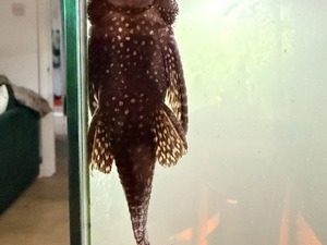 Tropical fish for sale in Sandown
