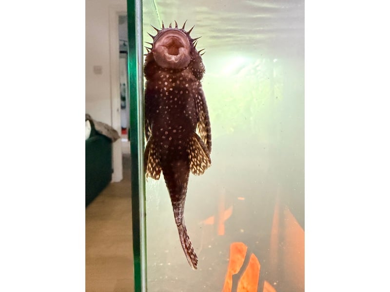 Tropical fish for sale in Sandown