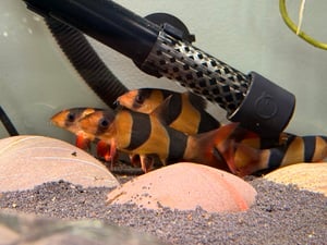 Tropical Fish in Sandown
