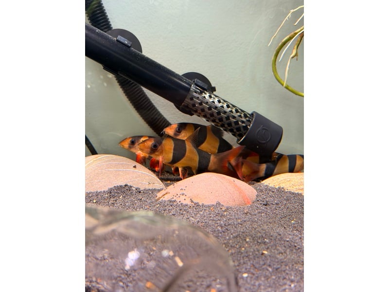 Tropical Fish in Sandown
