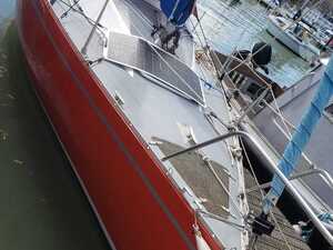 Cowes FOX TERRIER 22