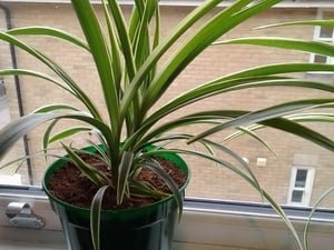 Spider plant in 6" pot in Ryde
