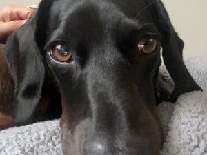 2-year-old spayed standard-sized female Dachshund in East Cowes For Sale
