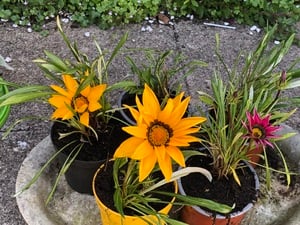 Gazania  in Shanklin