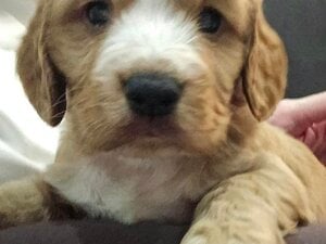 cocker spaniel puppies in Brading For Sale