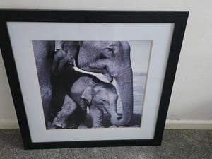 Black framed elephant wall art in Newport