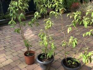 Cornus Kousa