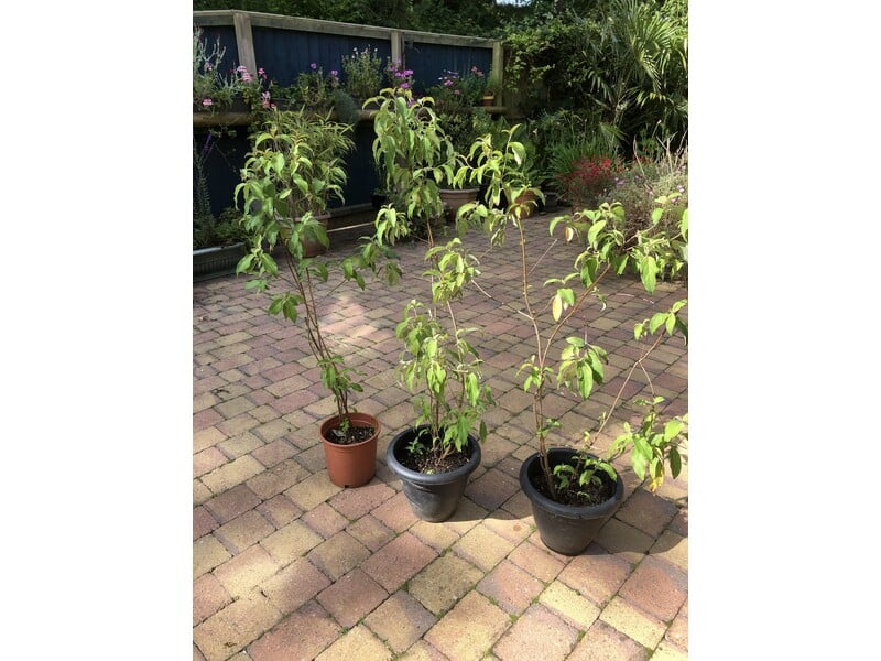 Cornus Kousa