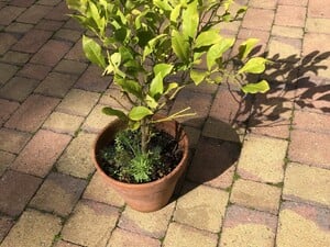 Lemon Tree in Shanklin