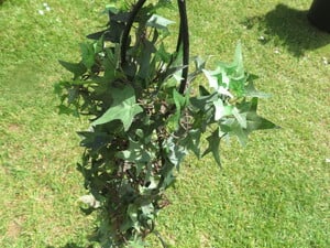 Gothic style metal, tall (30inches) Candle holder with artificial foliage entwined. in Sandown