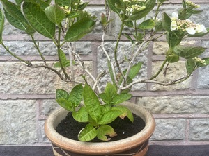 hydrangea lacecap Garden, shrub Plant in heavy ceramic pot in Shanklin